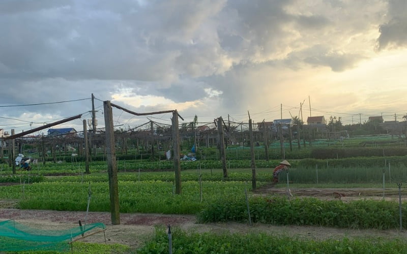 A Glimpse Of The Enchanting Tra Que Vegetable Village In Hoi An