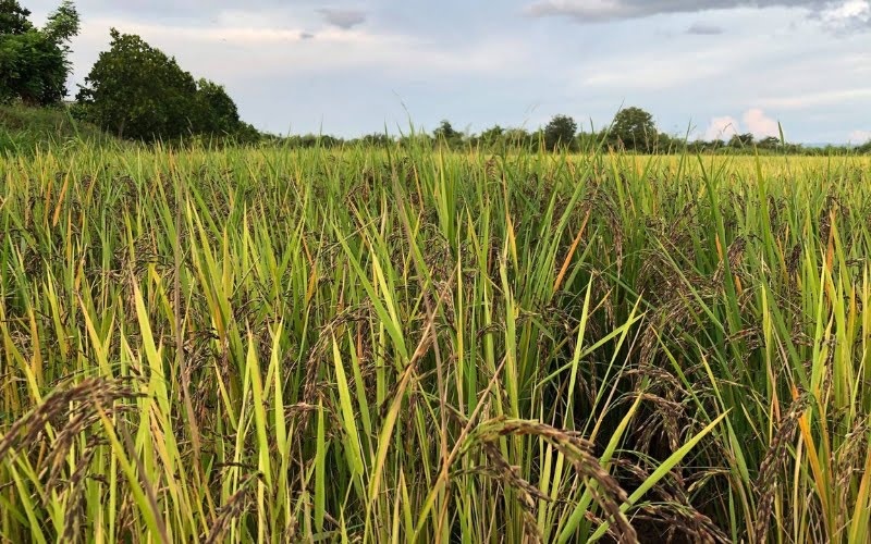 Explore the world of Vietnamese organic rice - Genuine Vietnamese Products